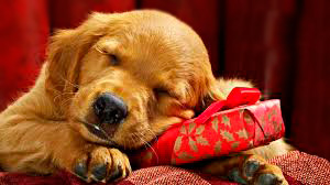 dog_2018_odeon.jpg dog_2018_odeon.jpg